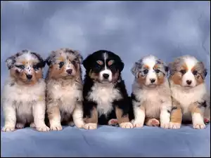 Szczeniaki, Australijskie psy pasterskie, Berneński Pies Pasterski, Cztery