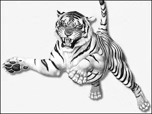 Atak, Biały, Tygrys