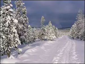 Zima, Ścieżka, Leśna