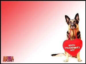 Pies, Walentynki, Czerwone, Serce