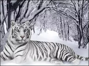 Śnieg, Tygrys, Las