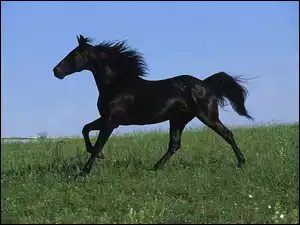 Galop, Czarny, Koń