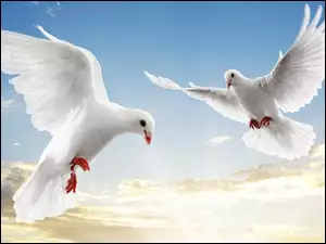 Gołębie, Dwa, Białe
