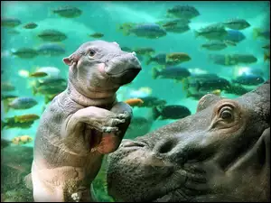 Woda, Mały, Hipopotam