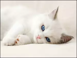 Biały, Oczy, Kot, Niebieskie