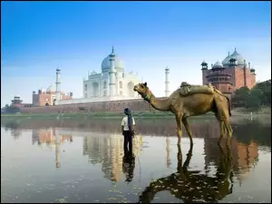 Indie, Wielbłąd, Agra