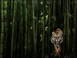 Tygrys, Bambus