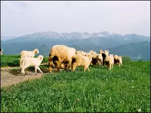 Trawa, Owce, Góry