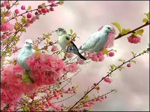 Gałąź, Ptaki, Kwiaty