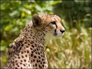 Gepard, Cętki