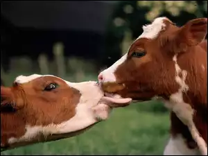 Dwie, Pocałunek, Łaciate, Krowy