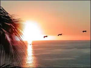 Palma, Pelikany, Zachód, Morze, Słońca