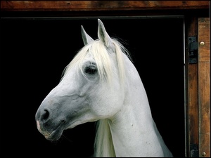 stajnia, Koń, biały