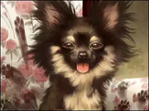 Chihuahua długowłosa, Pies, Śmieszny