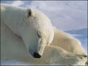 Futro, Niedźwiedź, Polarny