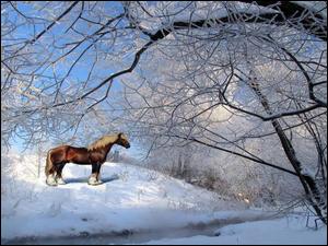 Zima, Koń, Rzeczka