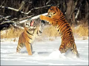 Śnieg, Walczące, Tygrysy