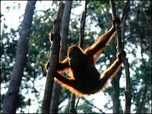 drzewa, Małpa, orangutan