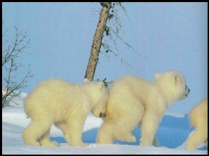 Trzy, Polarne, Młode, Niedźwiedzie