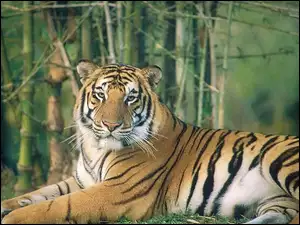 Wielki, Tygrys