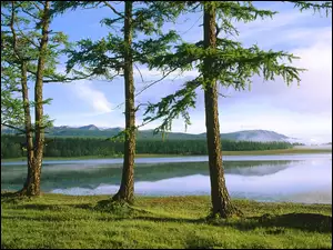 Jezioro, Drzewa, Zielona, Trawa