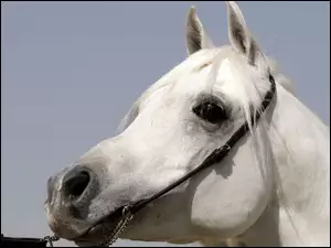 Koń, Uzda