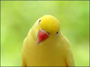 Aleksandretta, Żółta, Papuga