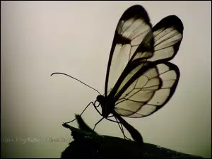 Glass, Kontur, Wing, Motyl