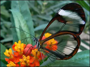 Motyl, Skrzydła, Glasswing, Przeźroczyste