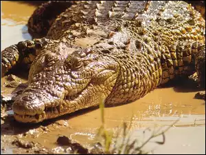 Krokodyl, Błoto