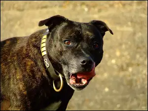 Staffordshire Bull Terrier, obroża