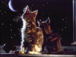 Dwa, Gwiazdy, Koty, Księżyc