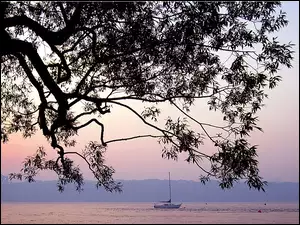 JAcht, Drzewo, Morze