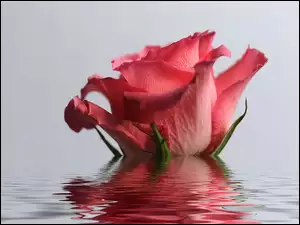 Różowa, Odbicie, Róża, Woda