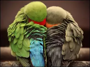 Papugi, Śpiące, Przytulone