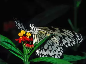 Motyl, Czarno, Biały