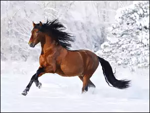 Śnieg, Galopujący, Koń