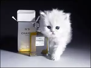 Chanel, Kot, Perfumy