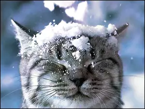 Kotek, Spadający, Śnieg