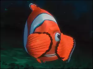 Rybka, Nemo, Gdzie, Jest
