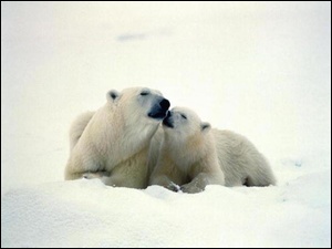 Śnieg, Niedźwiadki, Polarne