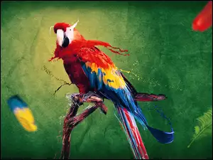 Kolory, Papuga, Farba