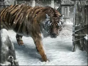 Zima, Tygrys, Śnieg