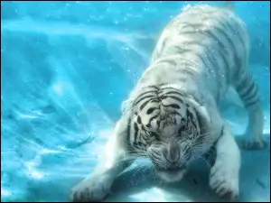 Woda, Biały, Tygrys