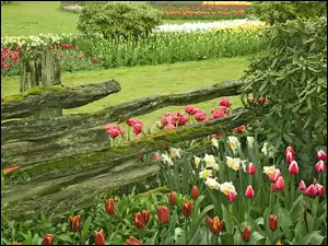 Kwiaty, Ogród, Płot