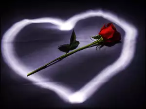 Serce, Walentynki, Róża