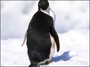 Czarno, Śnieg, Biały, Pingwin
