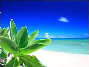 Plaża, Roślina, Morze, Zielona