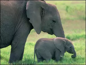 słonie, słoniątko