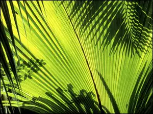 Liście, Palm